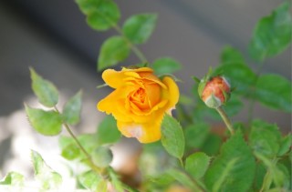 20130502-rose3