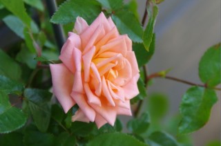 20130502-rose4