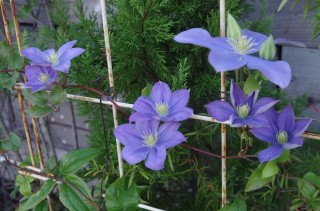 20131026_clematis