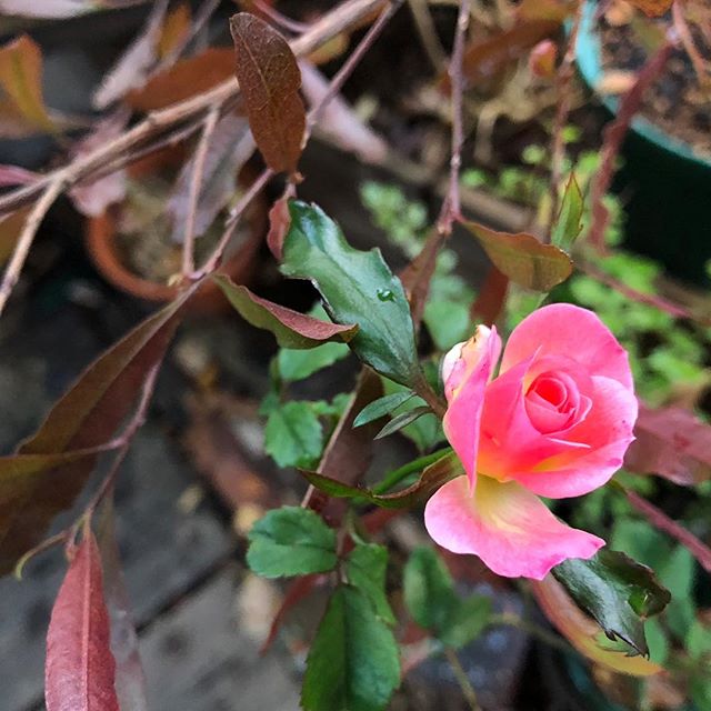 気を取り直して…他の薔薇がイイ香り。ドドナエアの葉と対照的。昨日の片方は敷地内に移動させました。