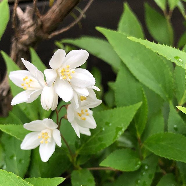 Deutzia gracilis ひっそりと咲いてる。ヒメウツギ、もりもりさせるには地植えじゃないと無理かな。10年近く鉢で頑張ってくれてます♡