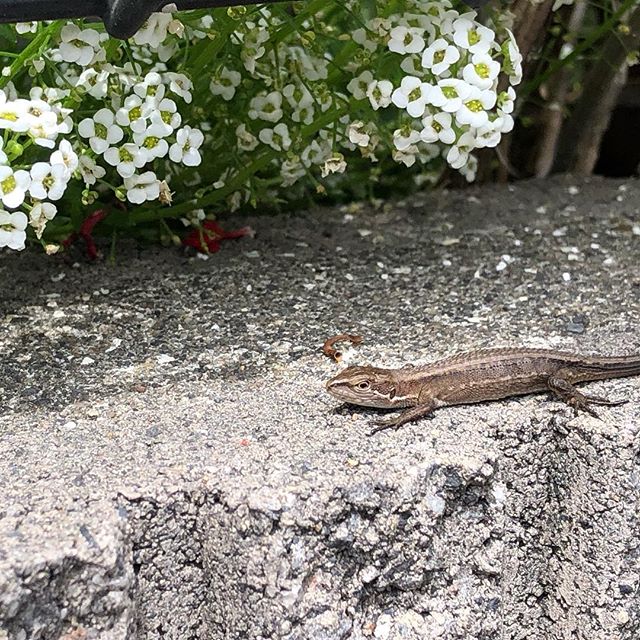 今年も無事カナヘビに会えた。まだ小さな赤ちゃん、いらん虫を一杯食べておくれ。