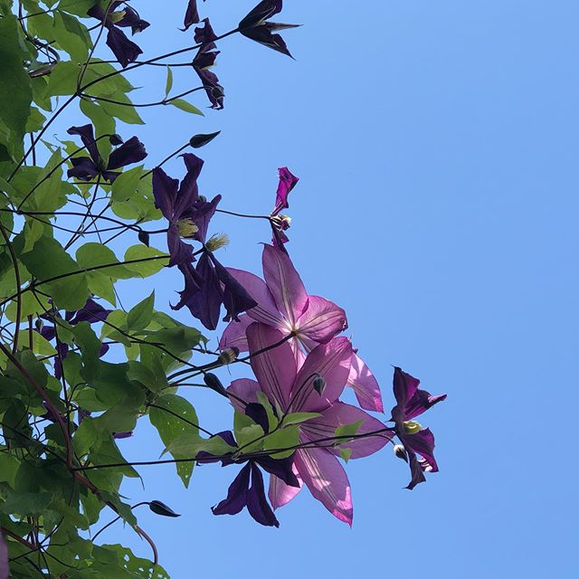 Clematis “Galore” ギャロル 高いところで頑張って咲いてる。これも過去最高開花率。フォンドメモリーズとも合いますね。太陽が眩しすぎて裏撮り…