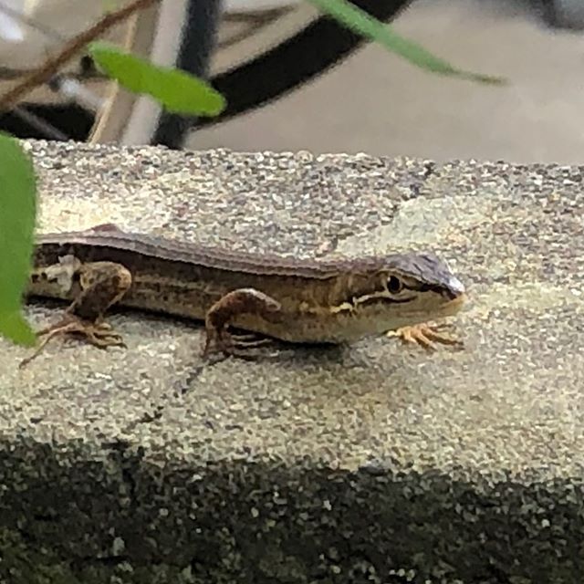 Japanese grass lizard カナヘビも暑そうな毎日。たまには軽く夕立ちが欲しいな…。