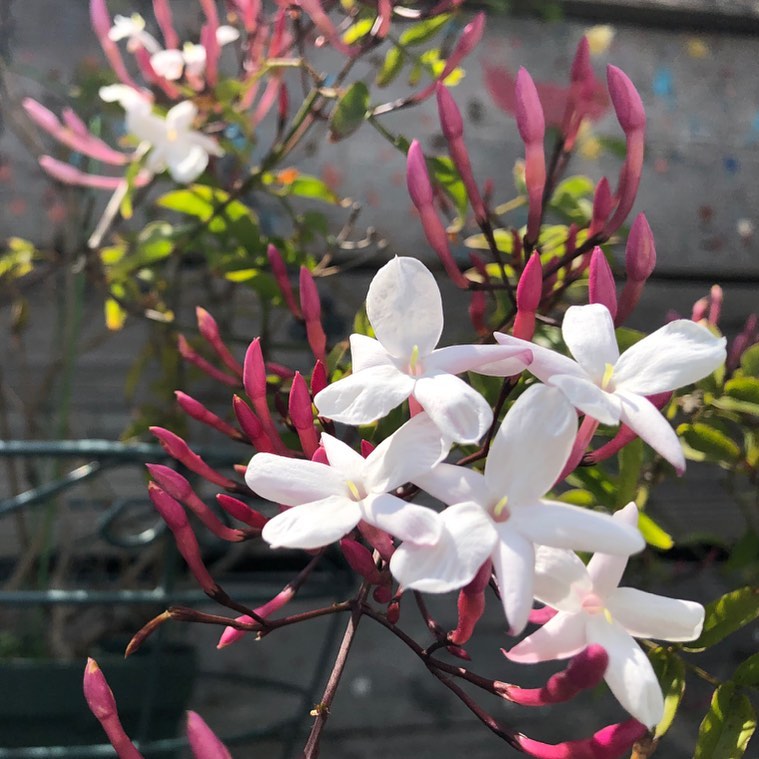 ハゴロモジャスミン、癒される。ちらほら咲き出しました。#ハゴロモジャスミン #pinkjasmine #gardening #favv_flowers #ig_garden #nature #plantlove #plant #botanical #instagardeners #nofilter #instagood #ponyfony_flowers #fleur #flowerpower #flowerlovers #hppyflwrs #instaflower #floweroftheday #花好きな人と繋がりたい #花のある暮らし