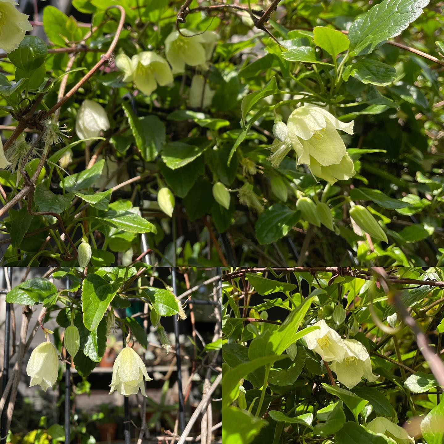 クレマチスのウィズリー・クリームが満開です♡今日はこれから音楽三昧、楽しみだわ🥁 #clematis #gardening #sunday #クレマチス #ウィズリークリーム