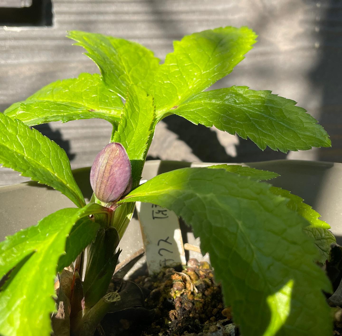 クリスマスローズ、今季の蕾第一号。クロアチクス原種、毎年一番早い。#hellebores #helleborus #クリスマスローズ #gardening #flowerbud