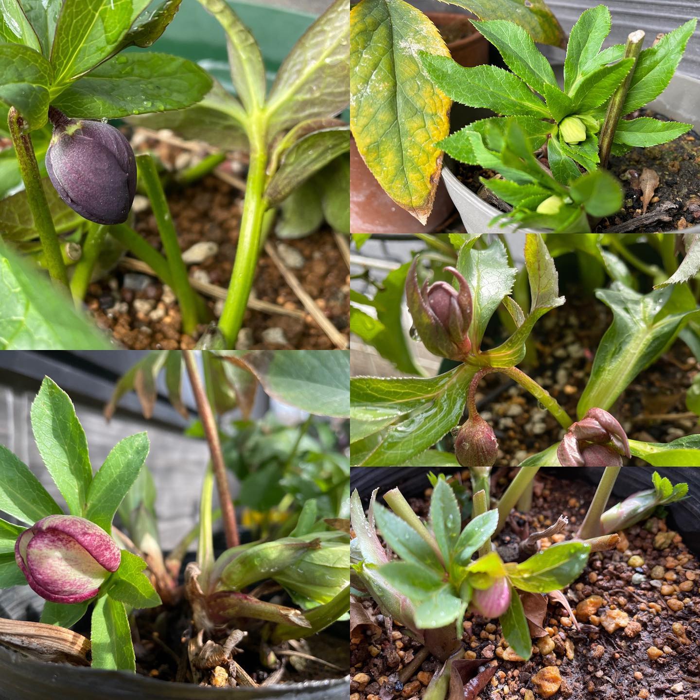 春間近？クリスマスローズ、だいぶ花芽が出てきました。 #flowerbud #hellebore #helleborus #gardening #floweroftheday #クリスマスローズ #ガーデニング #はなまっぷ