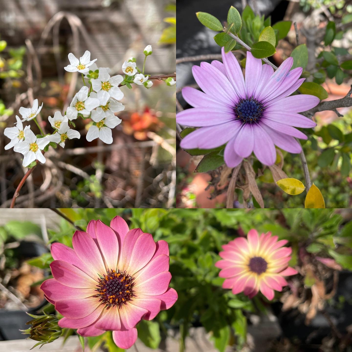 オステオスペルマムとユキヤナギが咲き出し、やっと春らしい庭になってきた #gardening #osteospermum #Thunbergspirea #floweroftheday #オステオスペルマム #雪柳 #ガーデニング #はなまっぷ