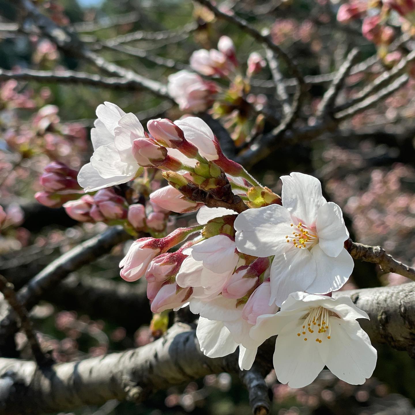 2020.03以来の桜時期の浜離宮ランチ。外で食べるお弁当って、やっぱり違うな。気持ちいい年パス財布から出してしまっていたので、入場料かかっちゃったけど、そんなケチな事を言ってる場合じゃない。帰ったらまたしのばせよう。お昼の楽しみが、復活。嬉しい❣️ #木陰ランチ #さくら #lunch #hamarikyugardens #sakura