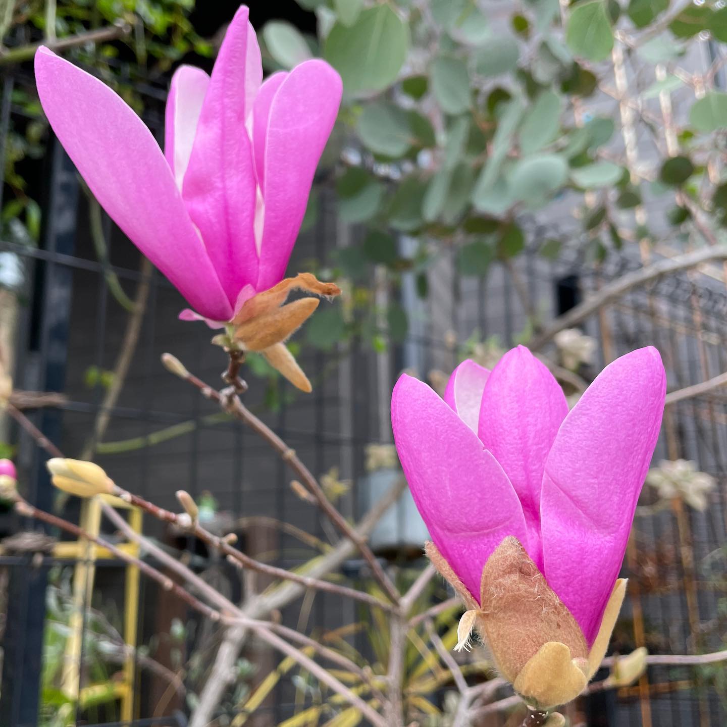 紫木蓮もう少ししたらペロンって。かわいいな〜。#magnolia #gardening #紫木蓮 #ガーデニング #はなまっぷ