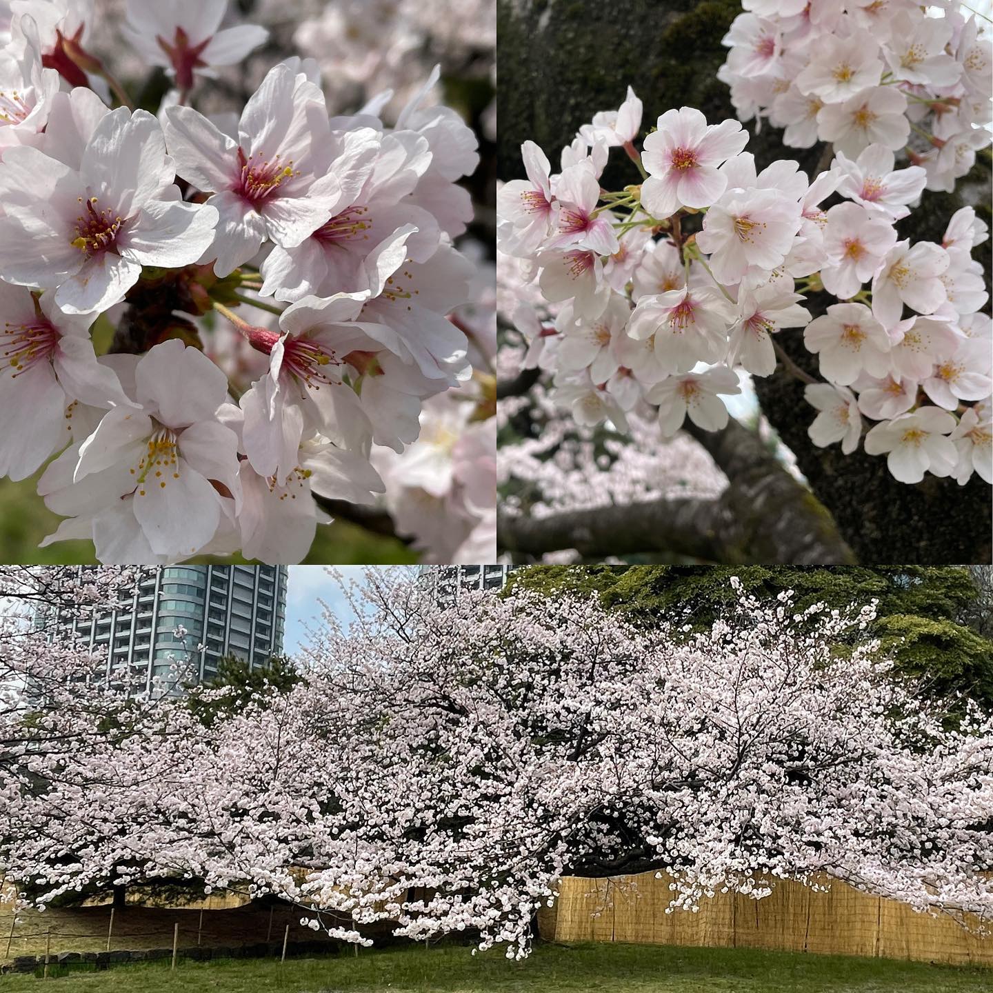 一週間でこんなに咲くかね️ってぐらい。入園者も先週の9割増でした。夜はまたお楽しみ🥁 #hamarikyugardens #lunch #sakura #年パス #リフレッシュ #浜離宮恩賜庭園 #さくら #お花見弁当