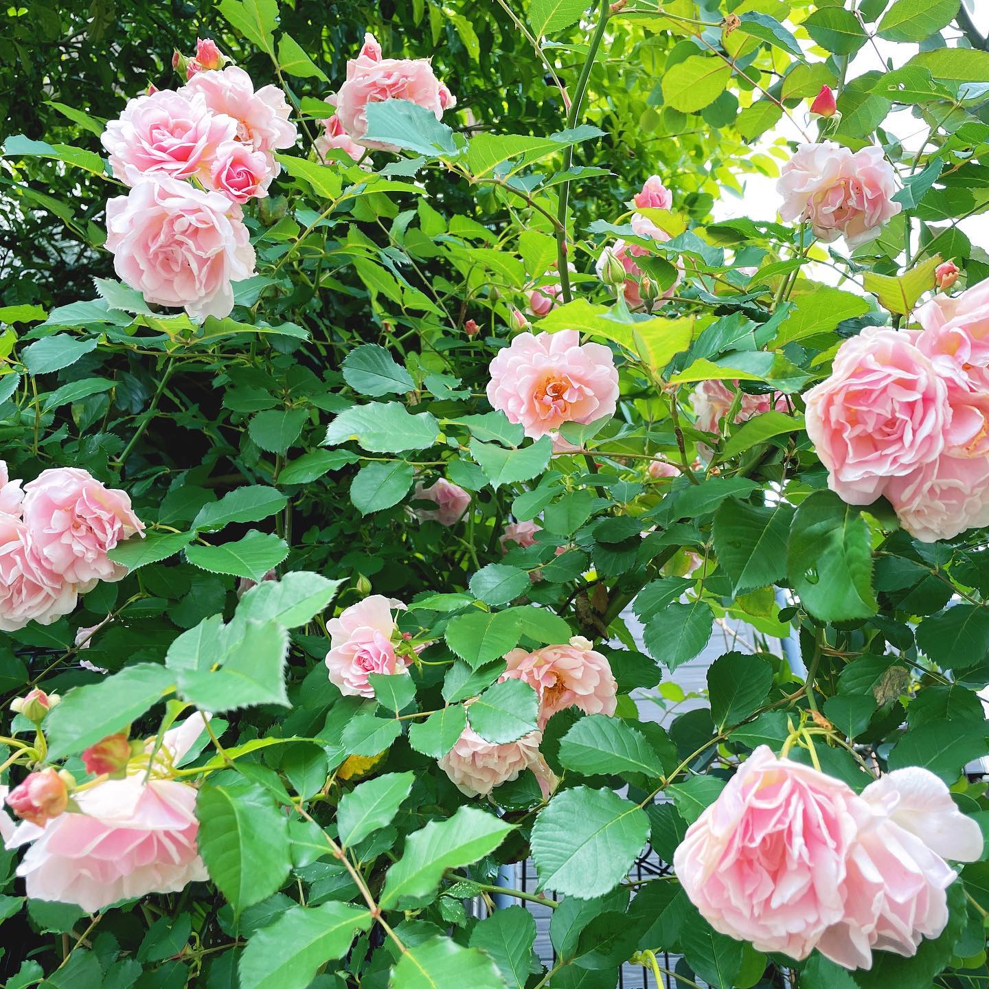 昨日のですが…祭りになりました。甘い香りがほのかに #roses #gardening #floweroftheday #ガーデニング #バラ #はなまっぷ