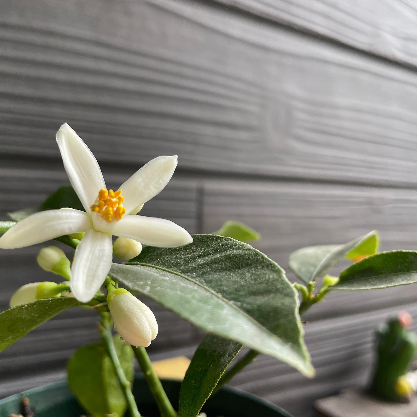 🍋ウチで育て始めて3年目、まだまだ小さい状態ですが、スイートレモンの花が咲きました! 15センチほどの木ですが、沢山の花、嬉し♡ #lemon #gardening #floweroftheday #スイートレモン #はなまっぷ