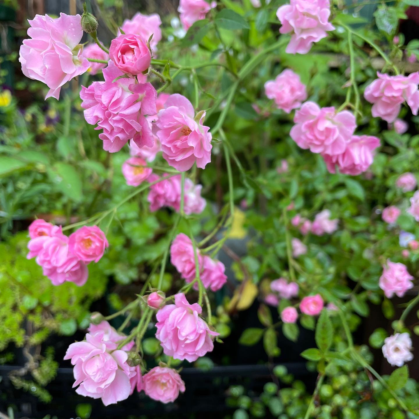おはようございます朝の水やりが欠かせなくなってきました。2年前、ホームセンターで無残な姿で見切り品だったミニバラが大復活ダメかな？と半分諦めてたけど、良かった。 #はなまっぷ #ガーデニング #ミニバラ #roses #gardening