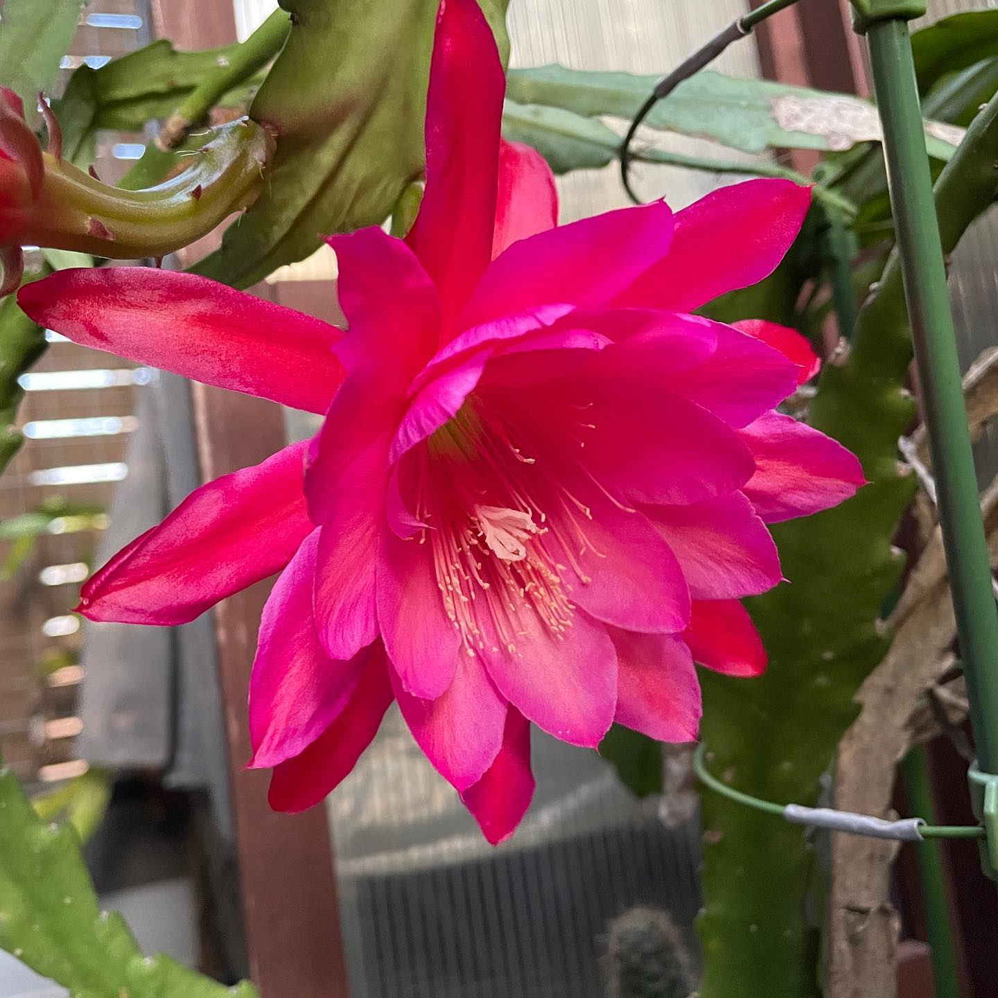 今日は花の金曜日、在宅勤務楽だ。ベランダ組のクジャクサボテン❣️完全ほったらかしですが、毎年元気に咲いてくれます。#クジャクサボテン #ベランダガーデニング #はなまっぷ #Epiphyllum #orchidcactus #beranda #wfh
