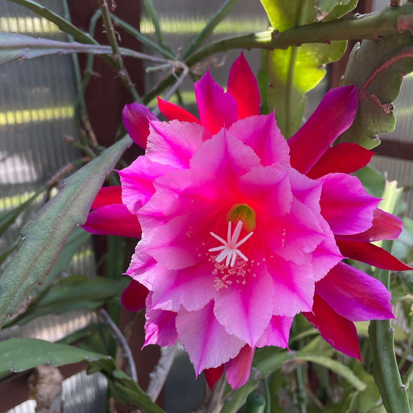 昨日、最後の蕾が咲きました。#クジャクサボテン #ベランダガーデニング #はなまっぷ #Epiphyllum #orchidcactus #beranda