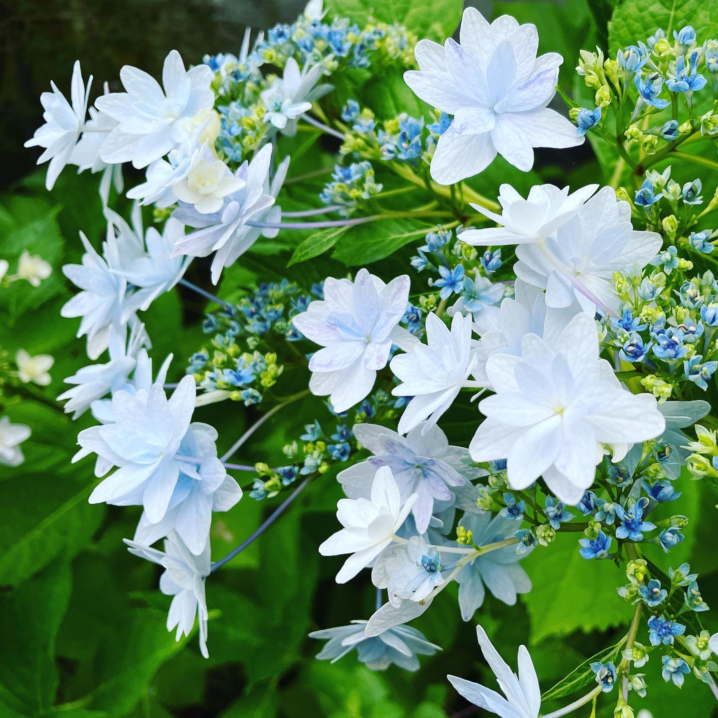 がくあじさいも咲いてきました♡ 今週は長く感じる…まだ水曜日か‍#gardening #hydrangea #ガーデニング #がくあじさい #はなまっぷ