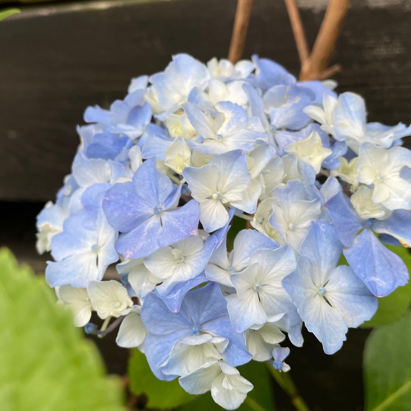 これが最後の紫陽花です♡まだひんやりな朝です。久しぶりに花殻掃除出来てよかった。 #gardening #hydrangea #紫陽花 #ガーデニング #はなまっぷ