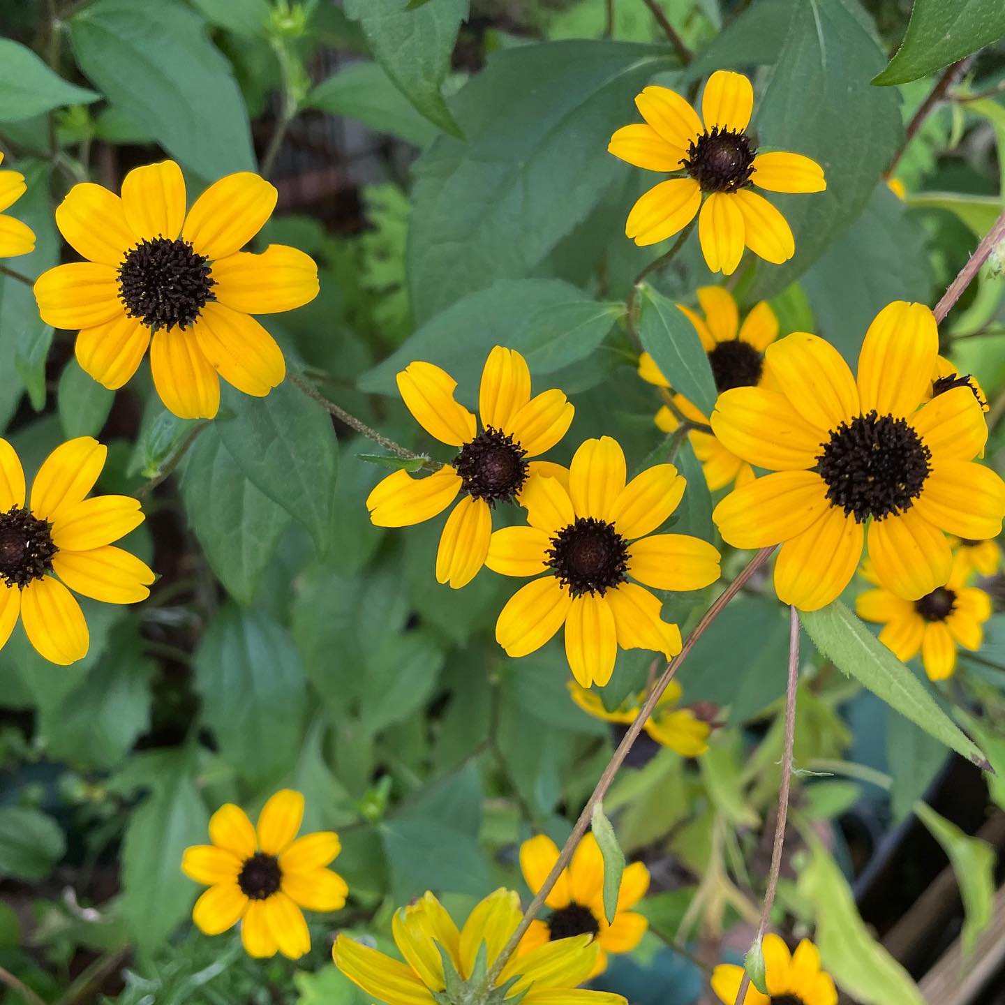 TGIF 寝汗をかかなかったのは久しぶり。ルドベキア満開です #gardening #rudbeckia #ガーデニング #ルドベキア