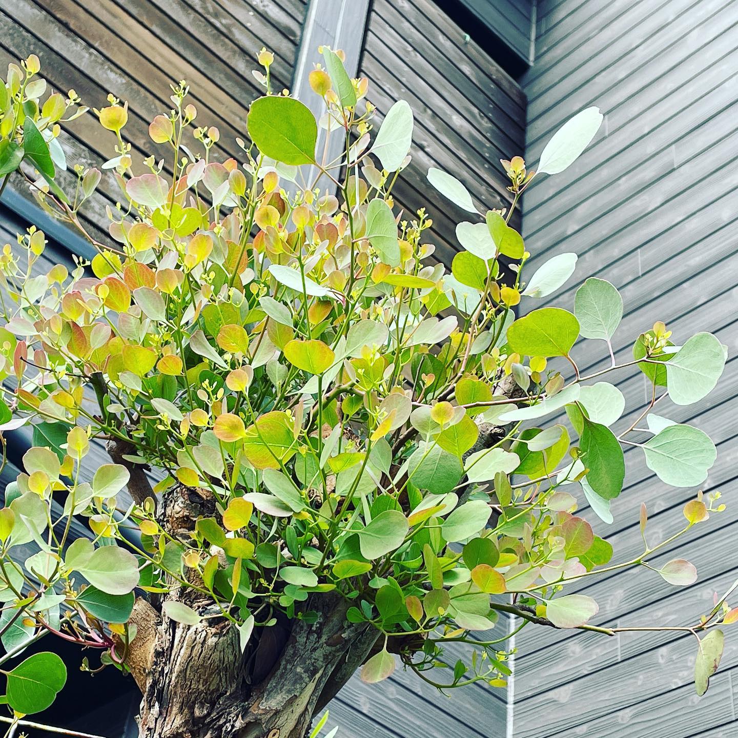 1ヶ月前にバッサリと剪定したユーカリ♡もう新芽がボーボーです #eucalyptus #popolus #ユーカリ #ポポラス #gardening