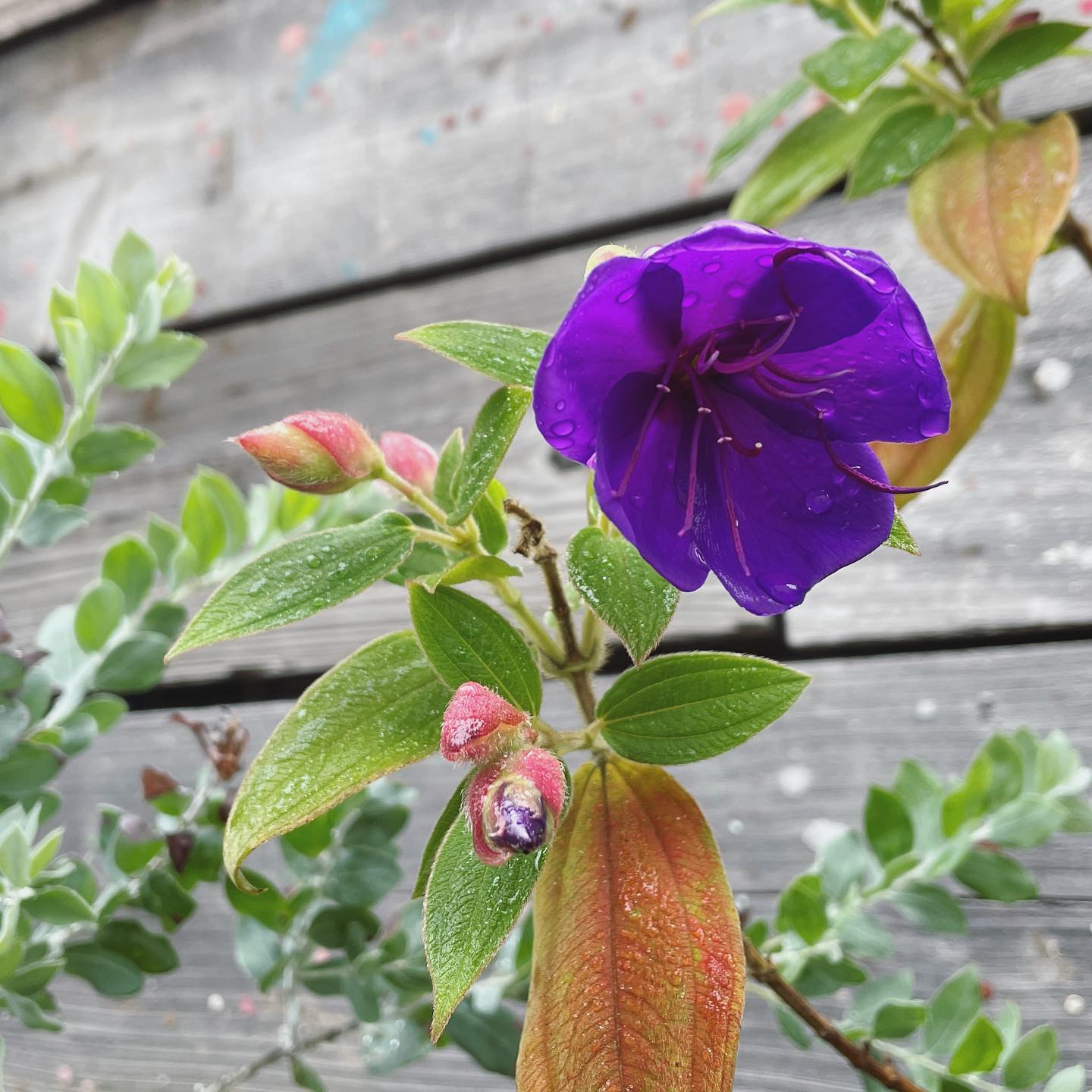 今年はよく咲く️ Glory bush ノボタン #ノボタン #Glorybush #gardening