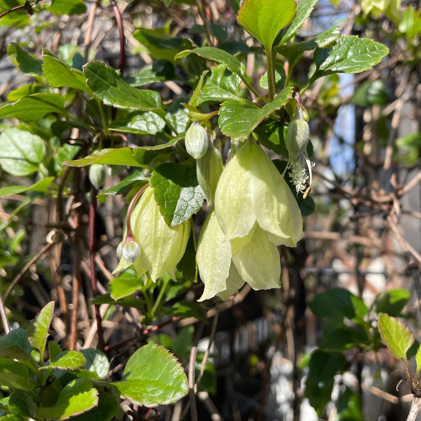 ぽかぽか陽気♡冬のクレマチス、ウェズレイクリームが咲き出しました。 #clematis #WezraiCreem #gardening #floweroftheday #クレマチス #ガーデニング