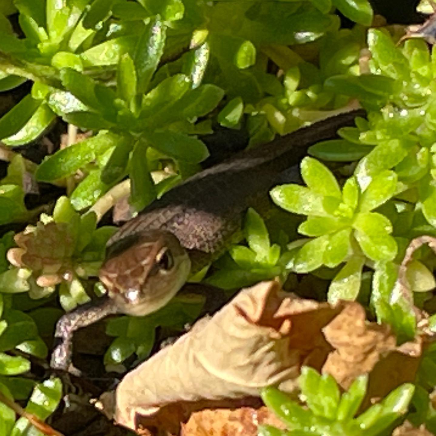 朝から天気が良くて気持ち良く庭いじりしてたら、カナヘビ赤ちゃんがウロウロしてたまだ全長5センチ程度、大きくなって虫食べてくれ〜。トカゲの一種です。#かなへびのいる暮らし #カナヘビ #takydromustachydromoides #gardening