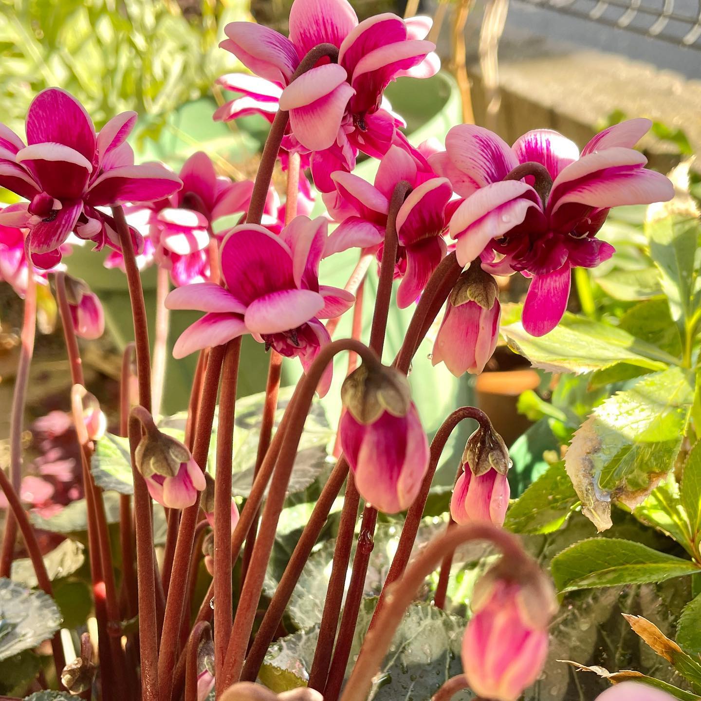 昨日ホームセンターから救済した、花の出方がイマイチとの事で激安セールの八重咲きシクラメン。来年も綺麗に咲くといいな。 #シクラメン #cyclamen #gardening #花好きな人と繋がりたい