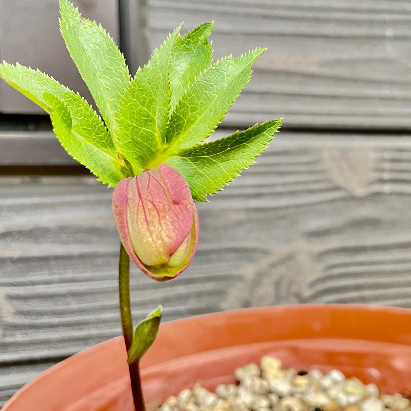 今季開花一号はこの子かな。 #gardening #hellebore #helleborus #hellebores #クリスマスローズ #花好きな人と繋がりたい