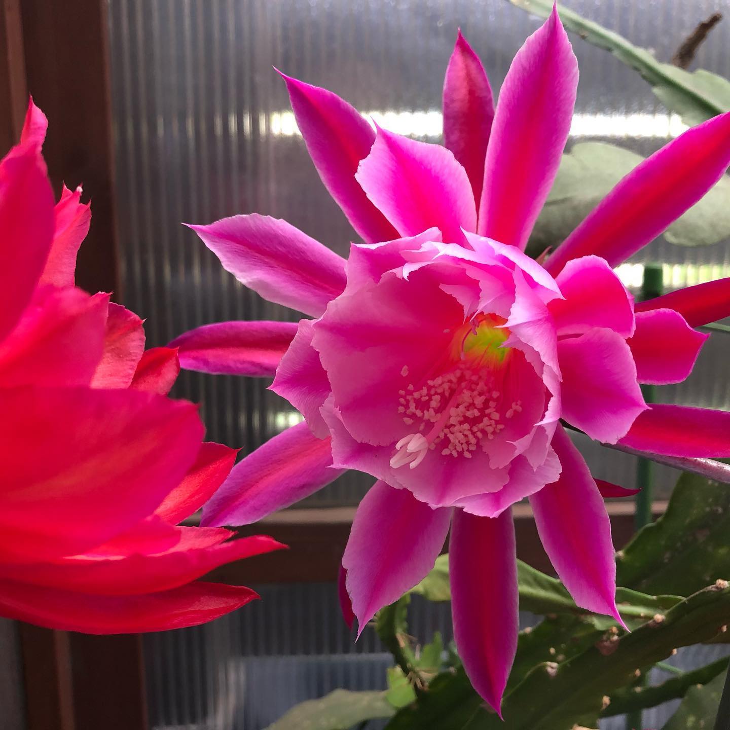 花が会話してるみたいな(笑)Talking? Flowers #succulent #succulove #succulentjunkie #succulenthoarder #suculenta #suculentas #succulents #cactuslove #cactus #cactusgram #plantsjunkie #cacti #gardening #favv_flowers #ig_garden #nature #plantlove #plant #botanical #instagood #fleur #flowerpower #flowerlovers #ip_blossoms #hppyflwrs #instaflower #クジャクサボテン #花好きな人と繋がりたい