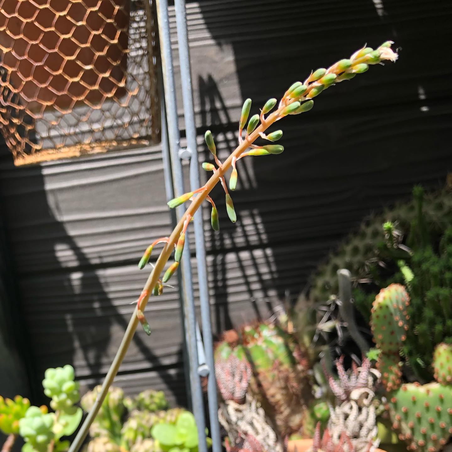 ガスがぴろ〜んと長い!名前消えちゃった…。何年もいるけどこれは初咲きだな。#ガステリア #Gasteria #succulent #succulove #succulentjunkie #succulenthoarder #suculenta #suculentas #succulents #cactuslove #cactus #cactusgram #plantsjunkie #cacti #gardening #favv_flowers #ig_garden #nature #plantlove #botanical #instagardeners #nofilter #instagood #flowerpower #flowerlovers #ip_blossoms #hppyflwrs #instaflower #floweroftheday