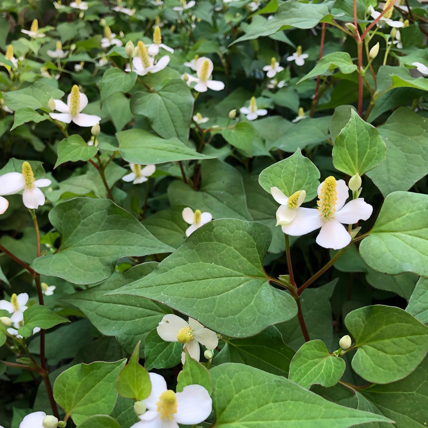 実家の裏手が、ドクダミの森になってた #ドクダミ #houttuyniacordata #wfh #tgifridays #favv_flowers #ig_garden #nature #plantlove #plant #botanical #instagardeners #nofilter #instagood #fleur #flowerpower #flowerlovers #ip_blossoms #hppyflwrs #instaflower #floweroftheday