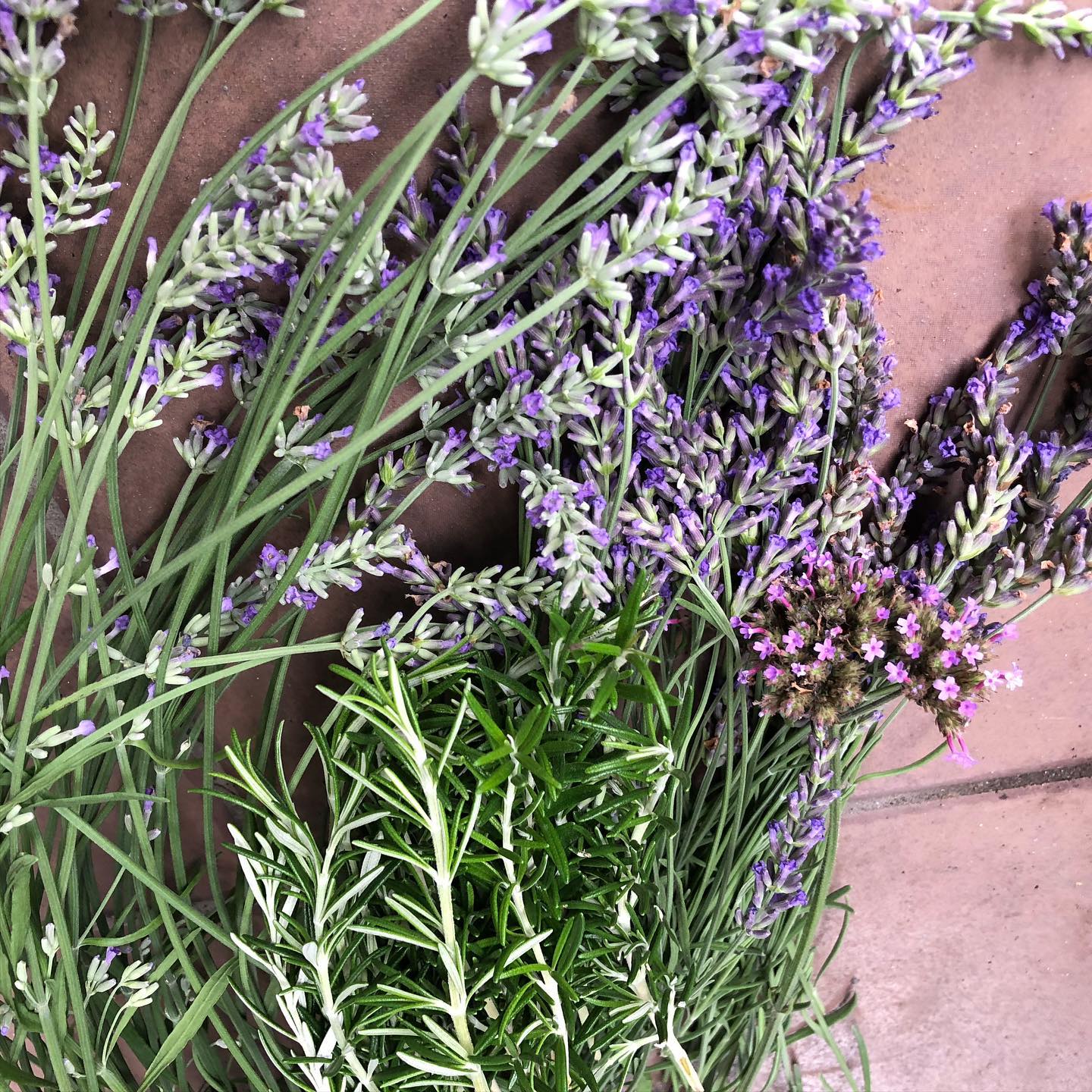 出掛ける気にもならず、結局庭いじりで終わりそうな土曜日。暑くて汗だく、首にタオル巻いて…ラベンダーとローズマリーモジャモジャカット、肉🥩焼くのに使おう。水に挿しとこ。あ、1本だけバーベナ。#saturday #lavender #rosemarry #gardening #stayhome #favv_flowers #ig_garden #nature #plantlove #plant #botanical #instagardeners #nofilter #instagood #fleur #flowerpower #flowerlovers #ip_blossoms #hppyflwrs #goodsmells #instaflower #floweroftheday #ローズマリー #ラベンダー