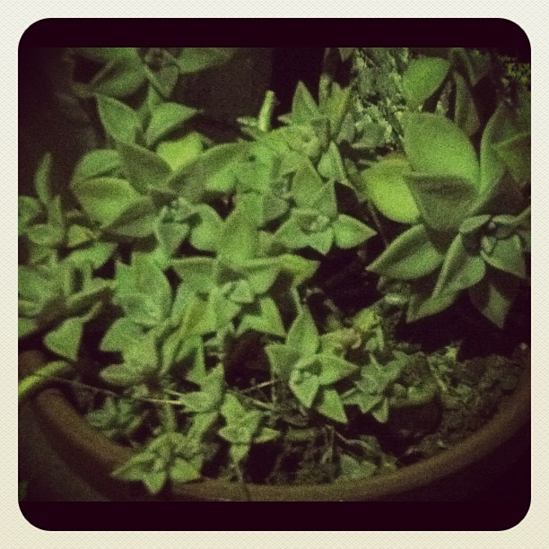 今帰宅途中に撮影したご近所さんシリーズ。かなり放置で可哀想なんです明日からお休み #succulent #suculenta #succulents #Euphorbia #cactus #sedum #nature #plant #flower #grass #leaf #instagram #webstagram #earlybird #earlybirdlove #popular #photography #jj_forum #jj #igdiary #iphoneography #igers #instamood #cool