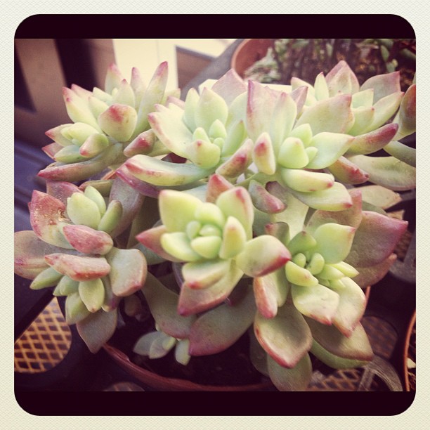 会いに帰りたい… #gardening #nature #plant #succulent #suculenta #succulents #Euphorbia #cactus #sedum #instagram #webstagram #popular #photography #jj_forum #jj #igdiary #iphoneography #colour #igers #instamood #cool #beautiful #pretty #earlybirdlove #earlybird