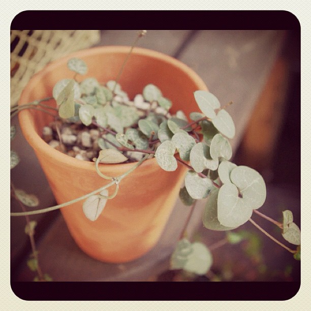 #gardening #nature #plant #flower #grass #leaf #instagram #webstagram #earlybird #earlybirdlove #popular #photography #jj_forum #jj #igdiary #iphoneography #colour #igers #instamood #cool #beautiful #pretty #ig #earlybird #earlybirdlove #heart #succulent #suculenta #succulents #Euphorbia #cactus #sedum