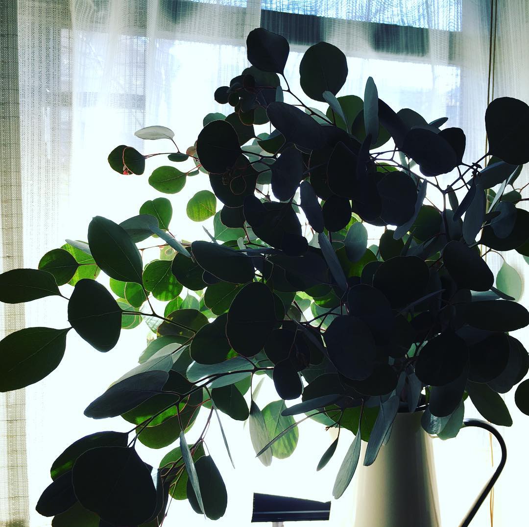 ぼーぼーのポポラス ポリアンセモスをズバッと伐採。またしばらくユーカリだらけ♡そして薪にすべく乾燥させます*(^o^)/* Eucalyptus polyanthemos cut, cut, cut! #inmygarden #cut #Eucalyptus #polyanthemos #gardening #nature #plantlove #plant #growsomethinggreen #instagardeners_feature #iphonegraphy