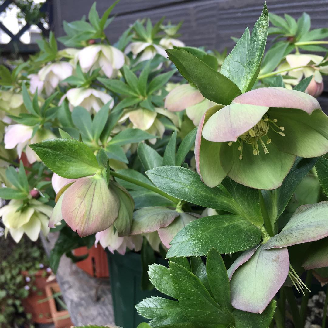 クリスマスローズ祭開催中な我が家。帰りたいー(^-^)♡ #gardening #nature #plantlove #plant #growsomethinggreen #instagardeners_feature #nofilter #iphonegraphy #fleur #flowerpower #flowerlovers #hppyflwrs #instaflower #floweroftheday #Hellebores #lovemyhouse #クリスマスローズ #wannagohome