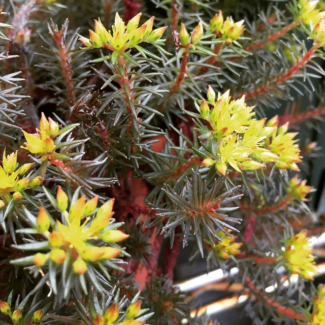 Sedum hakonense マツノハマンネングサが元気です #succulent #succulove #euphorbia #succulentjunkie #succulenthoarder #suculenta #suculentas #succulents #cactuslove #cactus #cactusgram #cactusjunkie #cacti #sedum #gardening #nature #plantlove #plant #lovemyhouse #koolplant #wannagohome #tgif