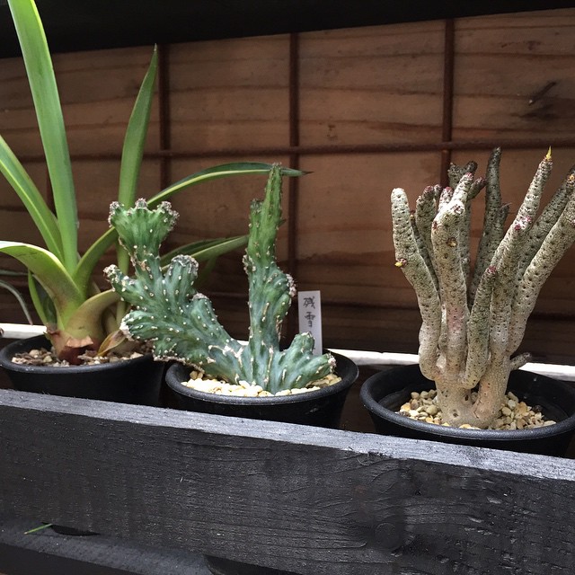 チレコドン・ブッコルジアナ Tylecodon buchholziana ここ2年花がつかない…けど元気。 #succulent #succulove #succulentjunkie #succulenthoarder #suculenta #suculentas #succulents #cactuslove #cactus #cactusgram #cactusjunkie #cacti #sedum #gardening #nature #plantlove #plant #nofilter #iphonegraphy #koolplant