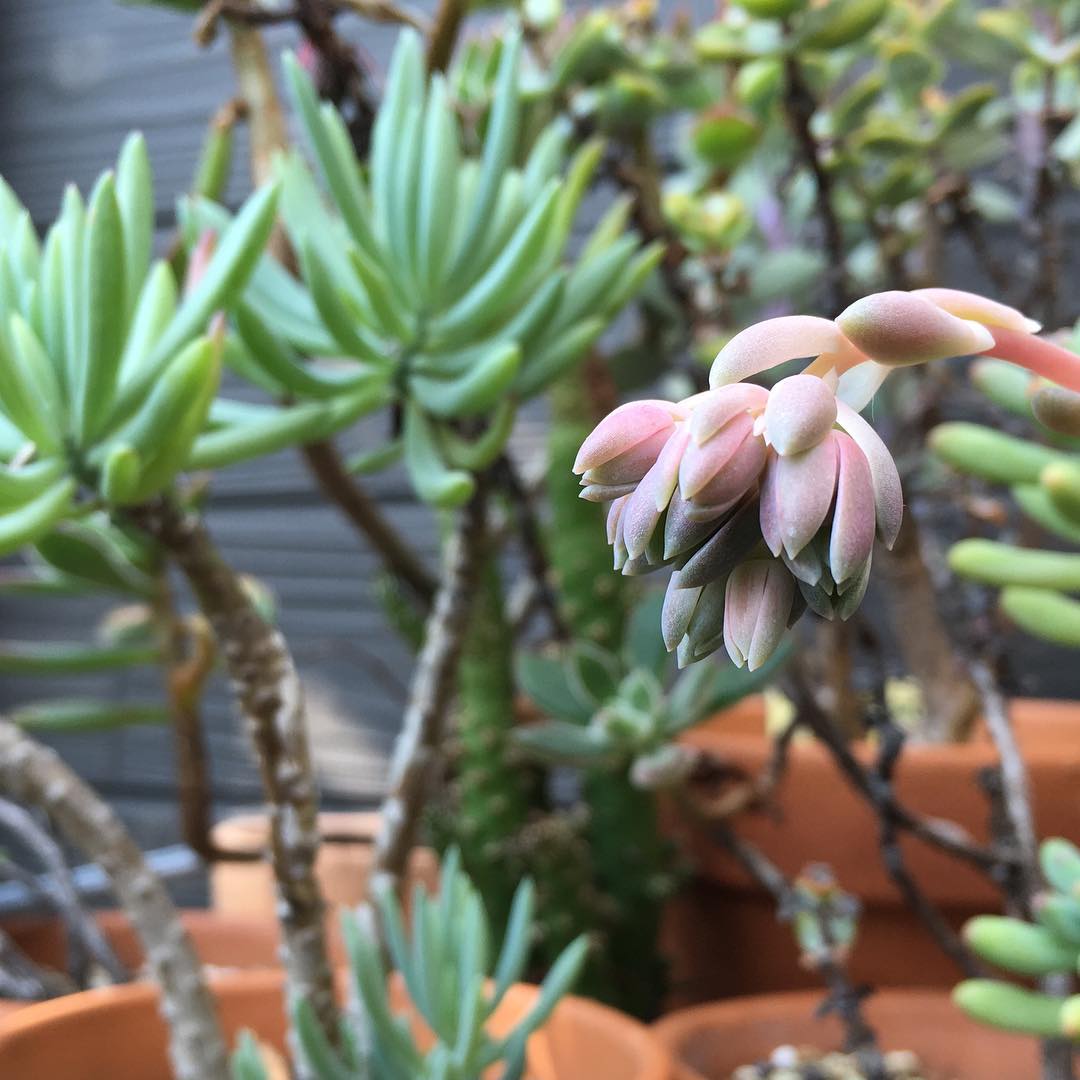 かわいい蕾があちこちに。毎年咲いてくれて、ありがとうは〜帰りたい。 #echeveria #succulent #succulove #euphorbia #succulentjunkie #succulenthoarder #suculenta #suculentas #succulents #cactuslove #cactus #cactusgram #cactusjunkie #cacti #sedum #gardening #nature #plantlove #plant #nofilter #iphonegraphy #koolplant #lovemyhouse #gardenlife
