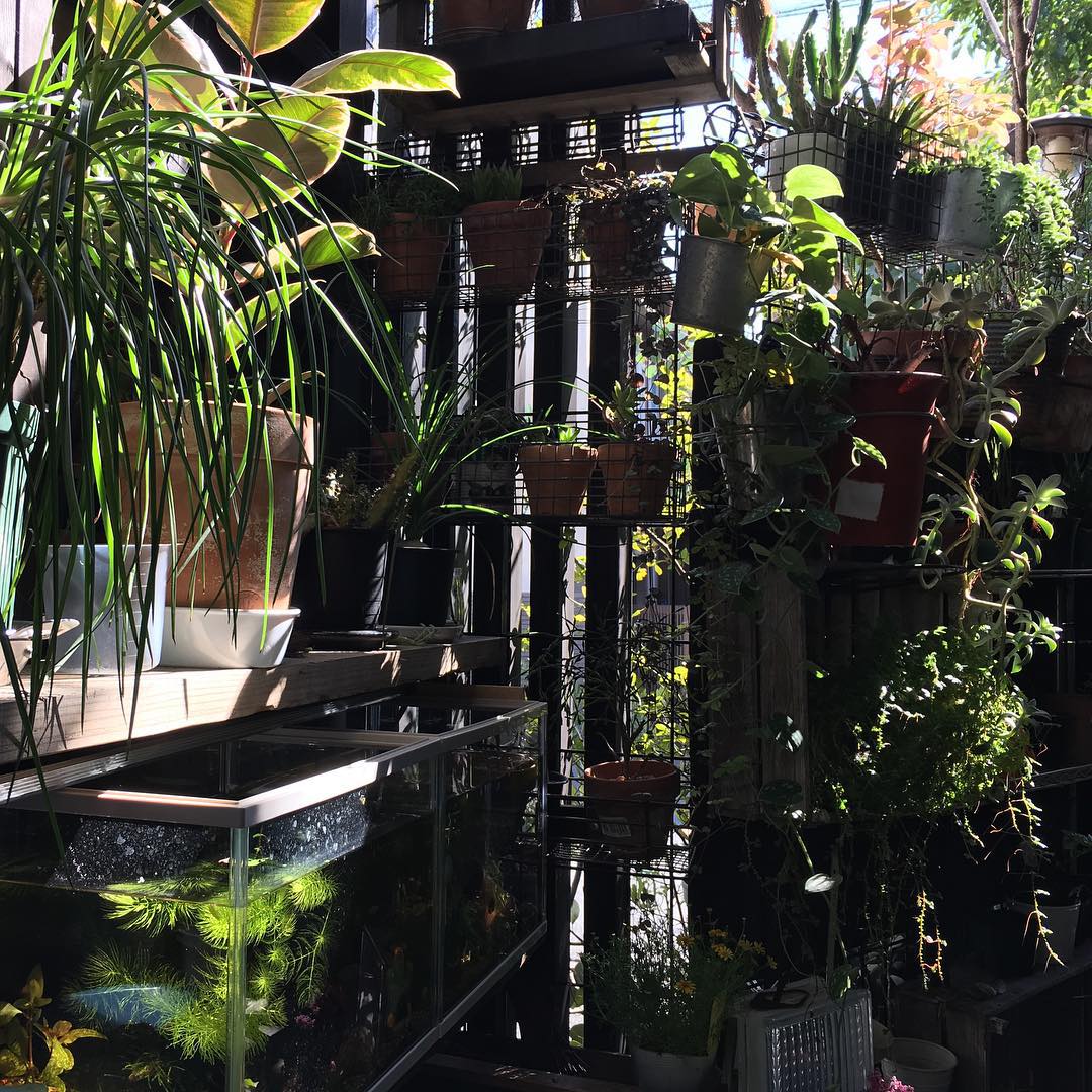 おはようございます。だいぶ朝が冷えてきました…。Good morning #monday #morning #picoftheday #succulent #succulove #euphorbia #succulentjunkie #succulenthoarder #suculenta #suculentas #succulents #cactuslove #cactus #cactusgram #cactusjunkie #cacti #sedum #gardening #nature #plantlove #plant #nofilter #lovemyhouse #killifish #めだか #gardenlife