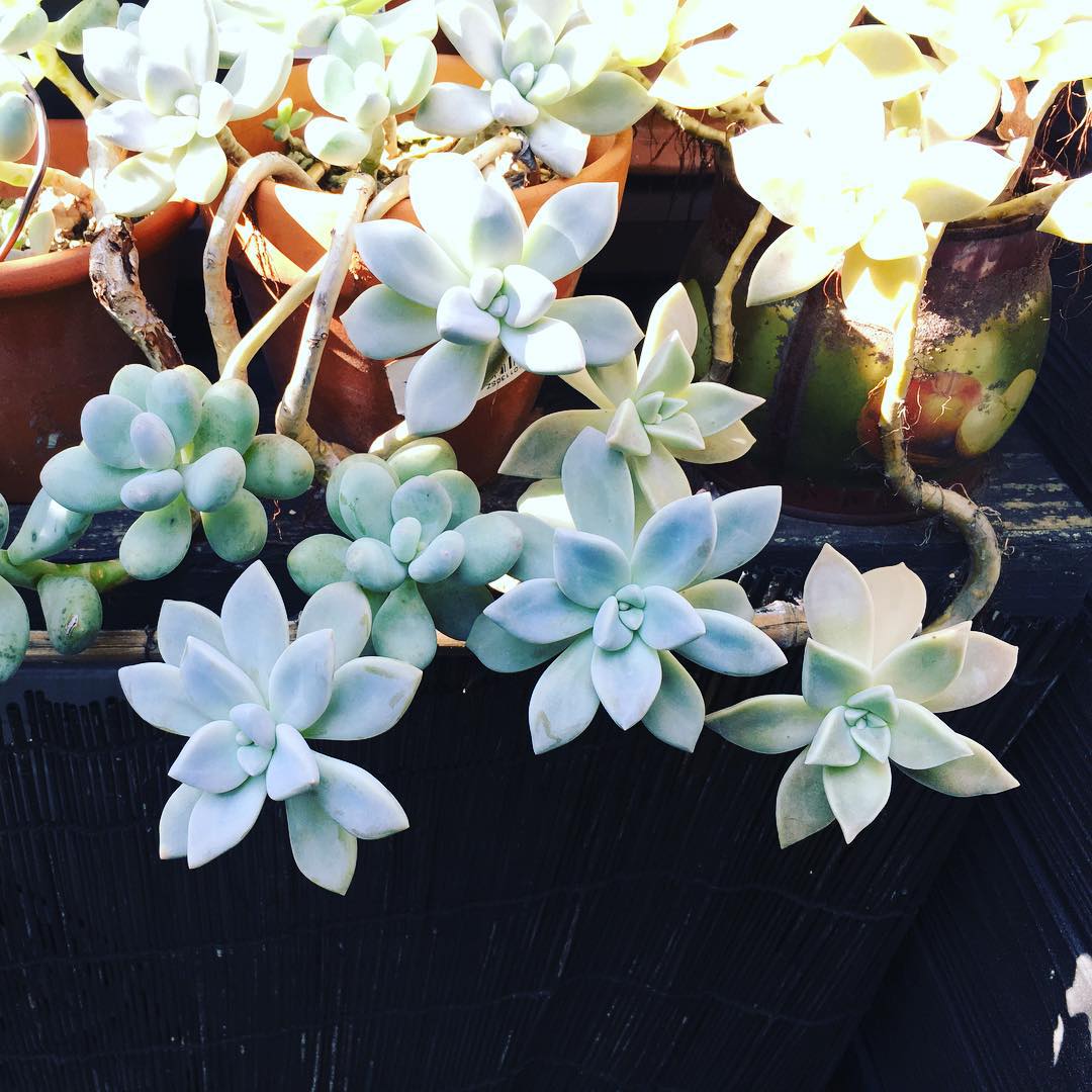 わかりにくい3種盛り。Good night︎ #succulent #succulove #succulentjunkie #succulenthoarder #suculenta #suculentas #succulents #cactuslove #cactus #cactusgram #cactusjunkie #cacti #sedum #gardening #plantlove #plant #nofilter #iphonegraphy #koolplant #lovemyhouse