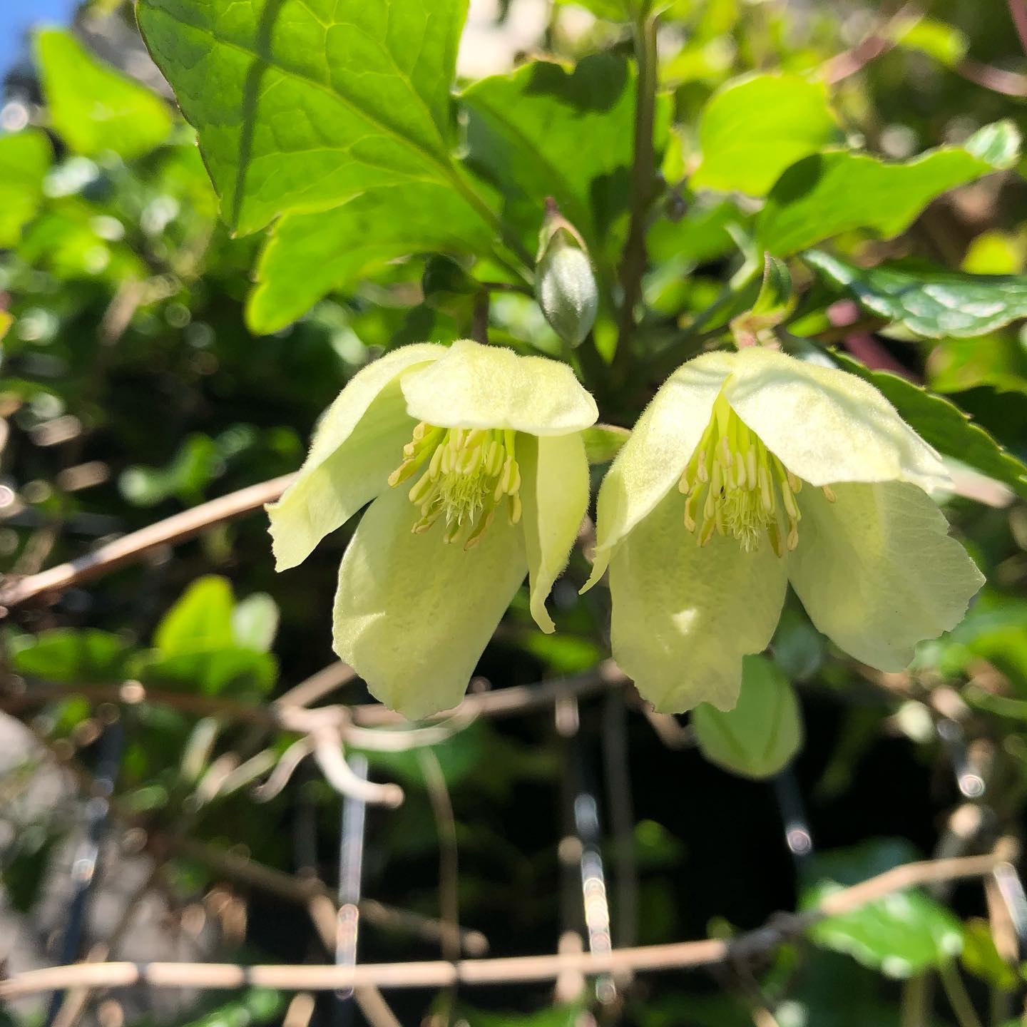 ぽっかぽか〜、花も喜んでる気がします。#sunnyday #clematis #roses #gardening #favv_flowers #ig_garden #nature #plantlove #plant #botanical #instagardeners #nofilter #instagood #ponyfony_flowers #fleur #flowerpower #flowerlovers #ip_blossoms #hppyflwrs #instaflower #floweroftheday #花好きな人と繋がりたい #はなまっぷ #クレマチス #バラ #ガーデニング #冬の花 #ウィズリークリーム #wisleycream
