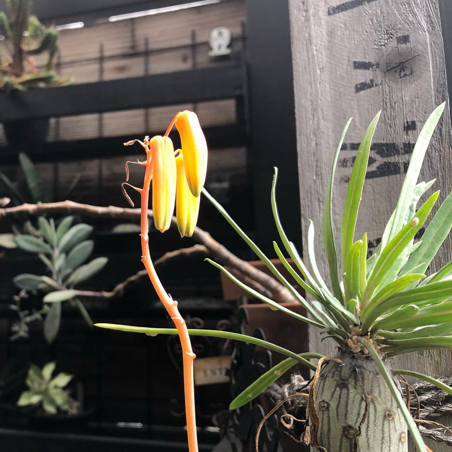 いい色になってきたアロエ。2枚目の方がホントの色です。それにしても、酒が抜けない…けど、今日も酒だ!🍾#aloe #アロエ #gardening #succulent #succulove #succulentjunkie #succulenthoarder #suculenta #suculentas #succulents #cactuslove #cactus #cactusgram #plantsjunkie #cacti #favv_flowers #ig_garden #nature #plantlove #plant #botanical #instagardeners #nofilter #instagood