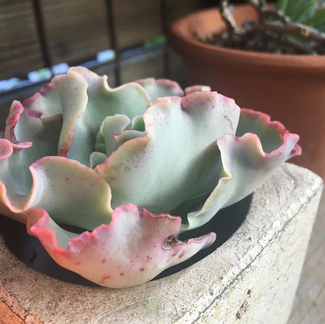 Good morning, Echeveria :D! #echeveria #lovemyhouse #succulentjunkie #succulenthoarder #suculenta #suculentas #succulents #cactuslove #cactus #cactusgram #cactusjunkie #cacti #sedum #gardening #nature #plantlove #plant #growsomethinggreen #instagardeners_feature #nofilter #iphonegraphy カットして乾燥中のパーティードレス。
