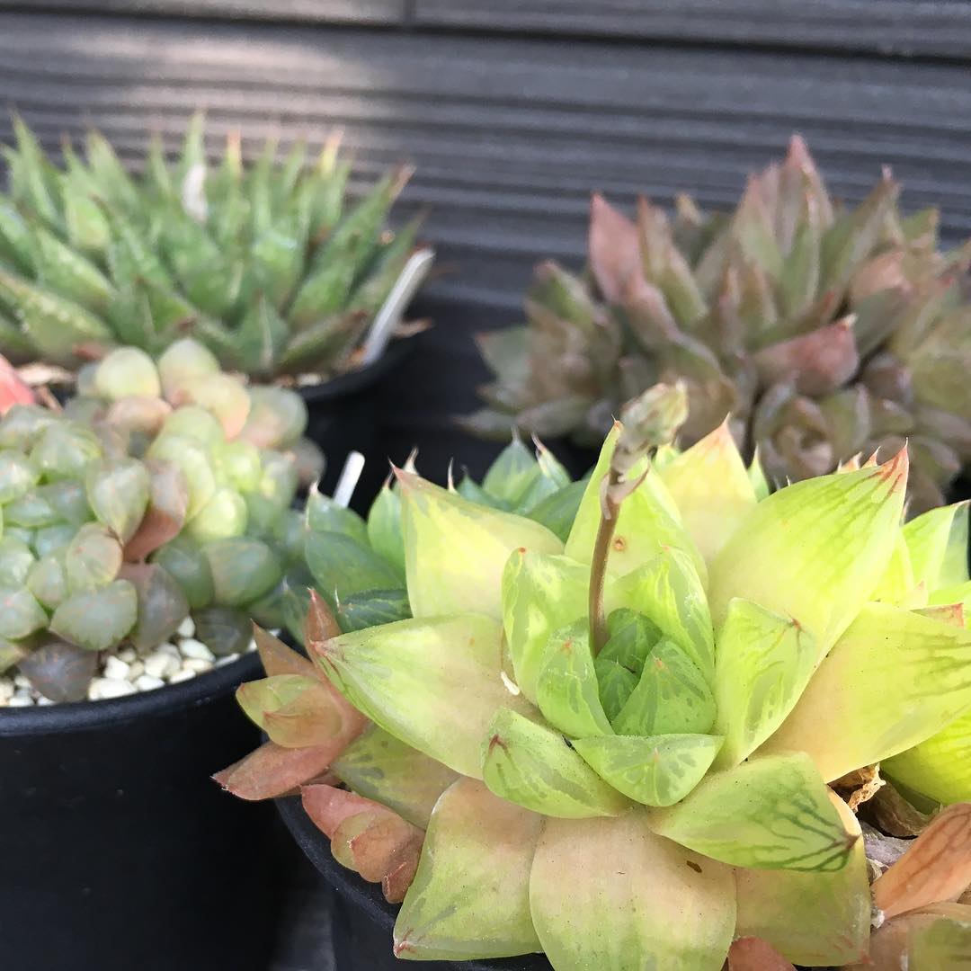 あちこちぴょこぴょこ出てきた。 #haworthia #succulent #succulove #yellow #lovemyhouse #succulentjunkie #succulenthoarder #suculenta #suculentas #succulents #cactuslove #cactus #cactusgram #cactusjunkie #cacti #sedum #gardening #nature #plantlove #plant #growsomethinggreen #instagardeners_feature #nofilter #iphonegraphy #inmygarden #ig_garden