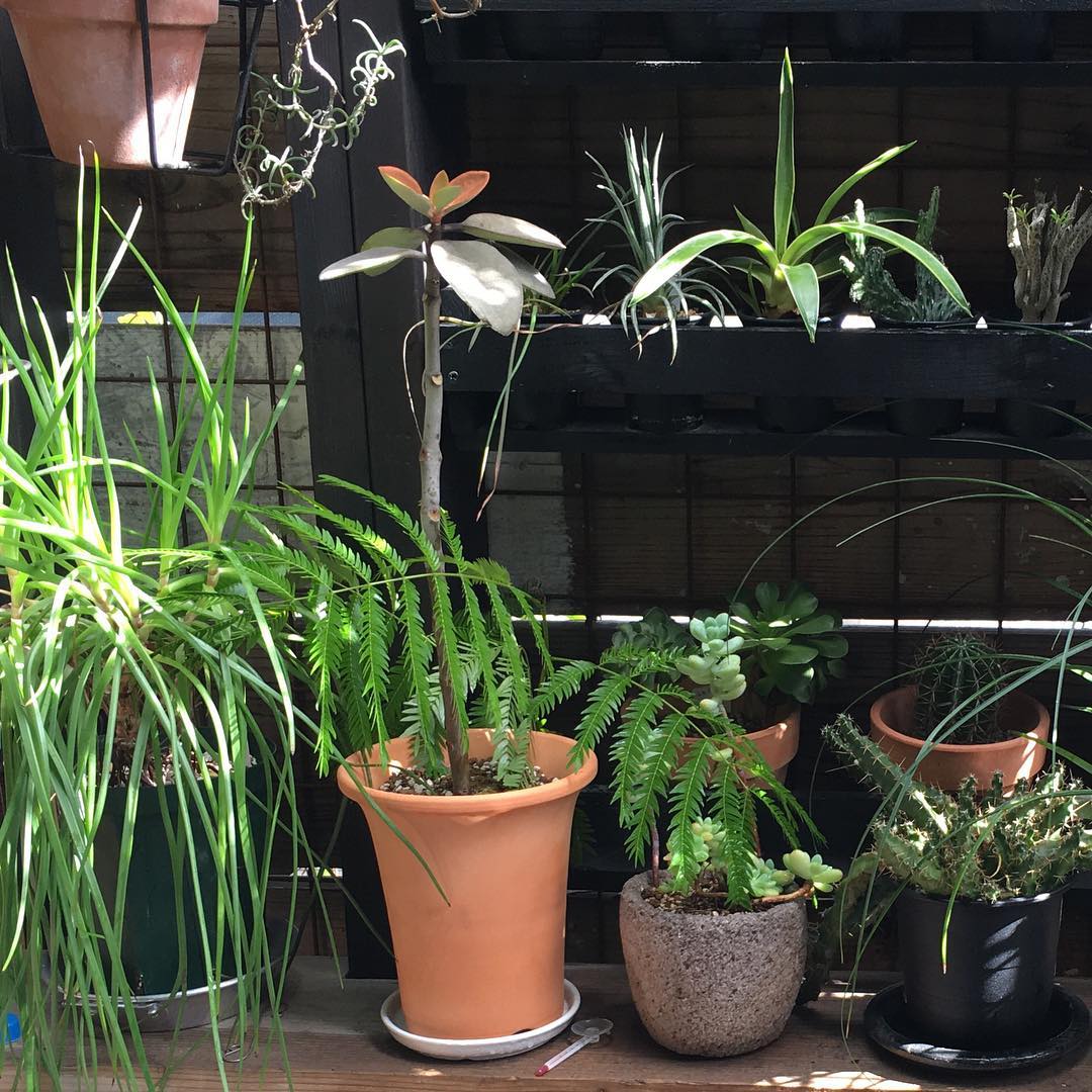 この左のブルビネが…昨夜の強風で落下🙃朝から掃き掃除でした。#sunshine #succulent #succulove #euphorbia #succulentjunkie #succulenthoarder #suculenta #suculentas #succulents #cactuslove #cactus #cactusgram #cactusjunkie #cacti #sedum #gardening #nature #plantlove #plant #growsomethinggreen #instagardeners_feature #nofilter #iphonegraphy #lovemyhouse #多肉植物