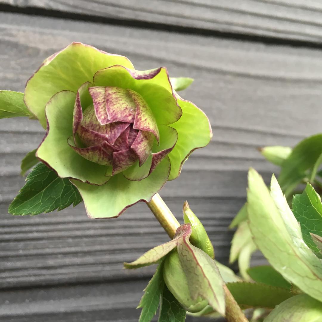 ダブル•グリーン、もう少しGood morning! Ready to bloom!! #クリスマスローズ #gardening #nature #plantlove #plant #growsomethinggreen #instagardeners_feature #igs #fleur #flowerpower #flowerlover #instaflower #floweroftheday #Hellebores #ponyfony_flowers #iphonegraphy #hppyflwrs